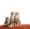 Kittens sitting and looking on scratched orange fabric sofa
