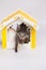 Kittens are sitting in a yellow toy house. Friendship of pets