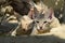 Kittens Sleeping Cute Cat Portrait, Animal Looking Pet Brown Domestic