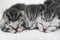 Kittens sleeping striped newborn eyes closed