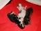 Kittens three, lie and sleep in a lair on a red blanket