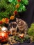 Kittens under a New Year tree