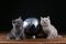 Kittens and world globe