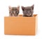 Kitties sitting in box