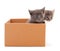 Kitties sitting in box