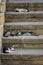 Kitties sleeping on the stairs