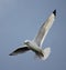 Kittiwake