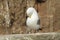 Kittiwake