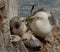 Kittiwake feeding her chick