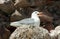 Kittiwake on Nest