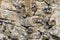 Kittiwake nest with chicks on a chalk wall by Queen Rock near Bempton Cliffs, near Flamborough Head, East Yorkshire, UK