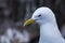 Kittiwake Portrait on Farn Islands