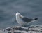 Kittiwake preening