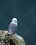 Kittiwake resing on rock ouitcrop at Bempton cliffs. Yorkshire, UK.