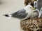A kittiwake seagull with her chicks