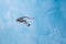 A Kittiwakes flying in front of an ice berg, north of Svalbard in the Arctic