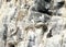 Kittiwakes, guillemot, cliff ledge, Farne Islands