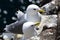 Kittiwakes, Isle of May Cliff Face - Scotland