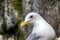 Kittiwakes on ledges near nest and incubate