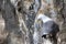 Kittiwakes on ledges near nest and incubate