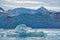 Kittiwakes at Monaco Glacier in Svalbard