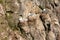 Kittiwakes on nests