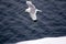 Kittiwakes are one of few bird species that fly to North pole