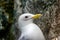 Kittiwakes - portrait of Seagull