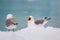 Kittiwakes resting on the floating glacial ice in the Arctic