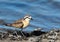 Kittlitz\'s Plover