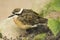 The Kittlitz`s Plover. Charadrius pecuarius.