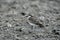 Kittlitz\'s plover, Charadrius pecuarius