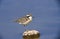 Kittlitz`s Plover, charadrius pecuarius, Adult standing on Stone, Kenya