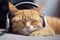 A kitty in big headphones listens and enjoys music.