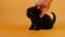 Kitty.Black little kitten on an orange background. pet. Hand stroking a kitten