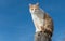 Kitty Cat Perched on a Fence Post