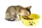 Kitty eating dry food