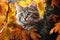 Kitty finds a cozy spot amidst falls golden foliage on tree