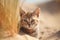 Kitty in nature on summer dune background. Closeup animal portrait. Ai generated