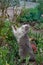 Kitty playing in the garden. Cat plays with the  dangerous and prickly branches of a rose plant