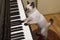 Kitty sings the song while playing piano