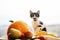 Kitty sitting on pumpkin and playing in light and zucchini, appl