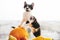 Kitty sitting on pumpkin and playing in light and zucchini, appl