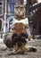 Kitty steampunk themed background.Concept portrait of a cute cat dressed up in a Victorian industrial outfit