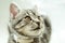 Kitty. striped gray cat. cat head. portrait. baleen face