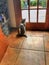 Kitty waits at the french door large tiled pine door Tampa Florida