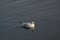 Kitty wake gull in dark water with circles around genus Rissa