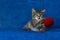 Kitty with yarn ball