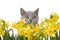 Kitty and yellow flowers