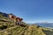 Kitzbühel, Hahnenkamm and Kitzbüheler Horn mountains. Cows